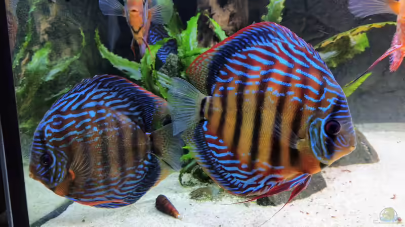 Curilquer Paar von Vancouver2010 (139)