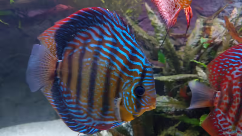 Curilquer Weibchen (14 cm) von Vancouver2010 (145)