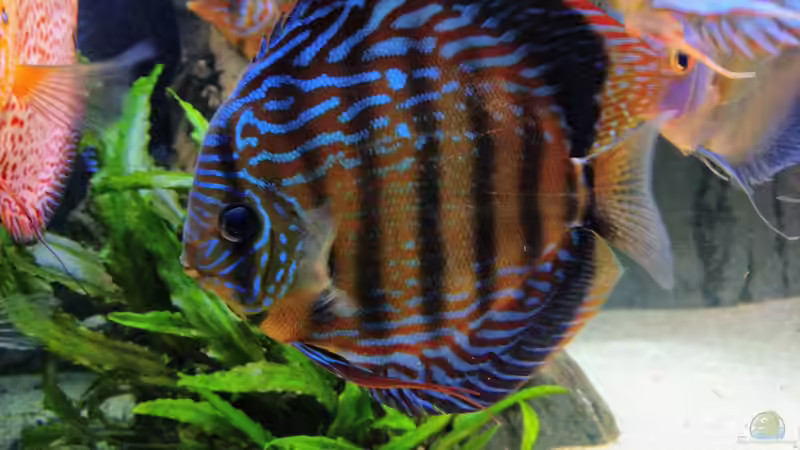 Curilquer Weibchen (14 cm) von Vancouver2010 (146)