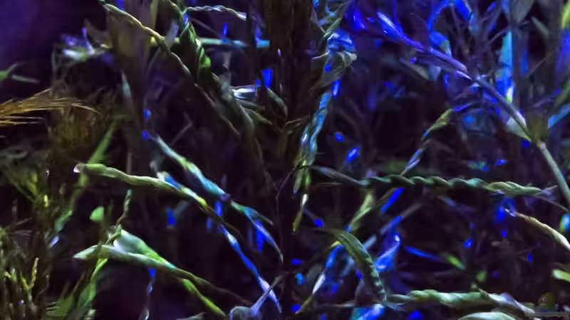 Curly in the Moonlight 31.08.15 von Betta Chris (52)