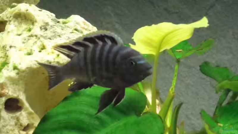 Cy. afra Cobue Mänchen von Philipp Schneider (9)