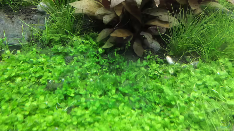 Cyanos von rorchi (31)