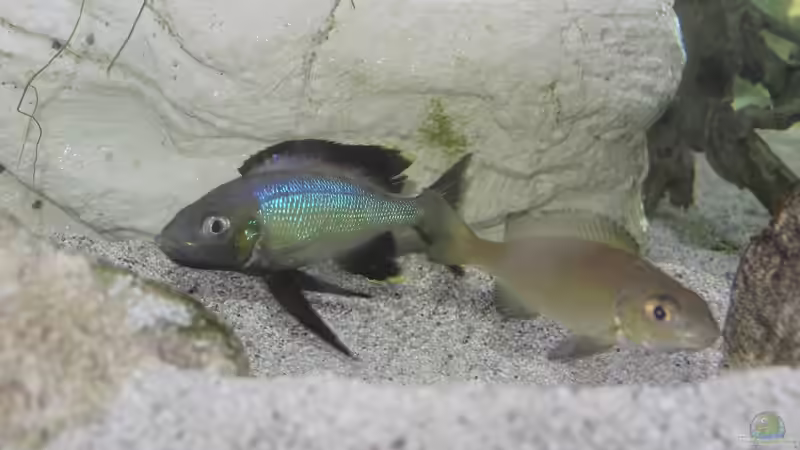 Cyathopharynx foae im Aquarium halten (Einrichtungsbeispiele für Cyathopharynx foae)