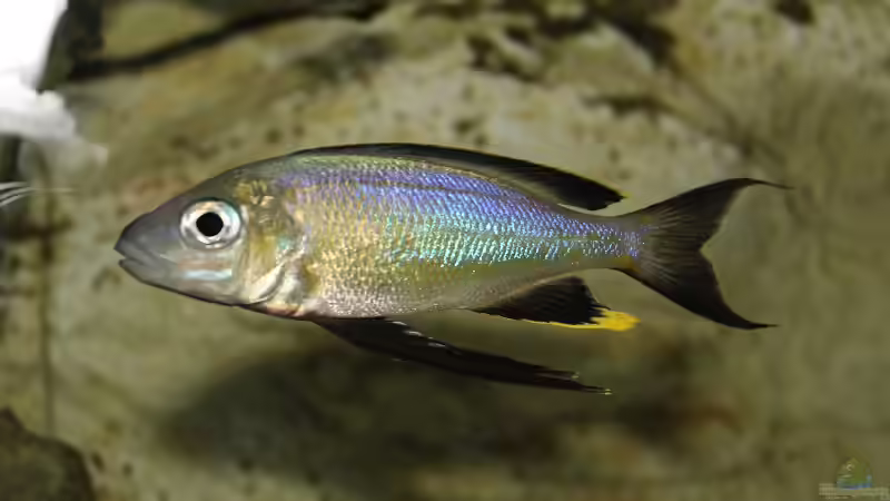 Cyathopharynx foae Magara WFNZ Langsam kommt Farbe ins Spiel von Jörg (17)