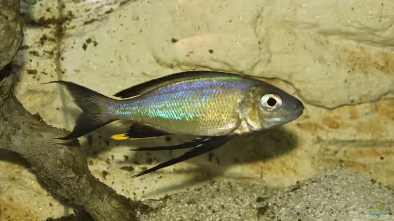 Cyathopharynx foae im Aquarium halten (Einrichtungsbeispiele für Cyathopharynx foae)