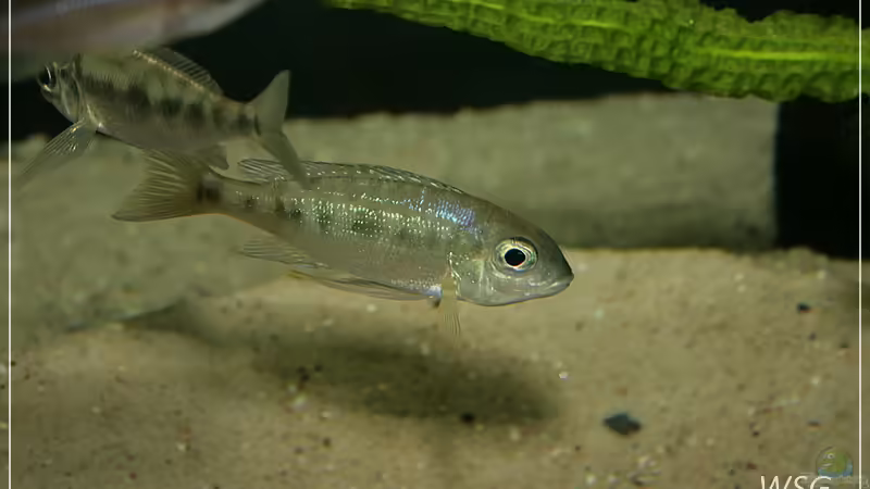 Cyathopharynx foae im Aquarium halten (Einrichtungsbeispiele für Cyathopharynx foae)