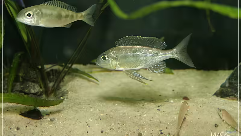Cyathopharynx foae im Aquarium halten (Einrichtungsbeispiele für Cyathopharynx foae)