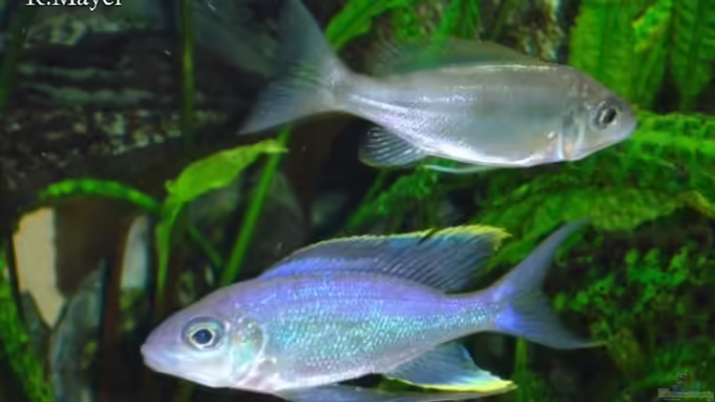 Beispiele für Aquarien mit Cyathopharynx-Arten