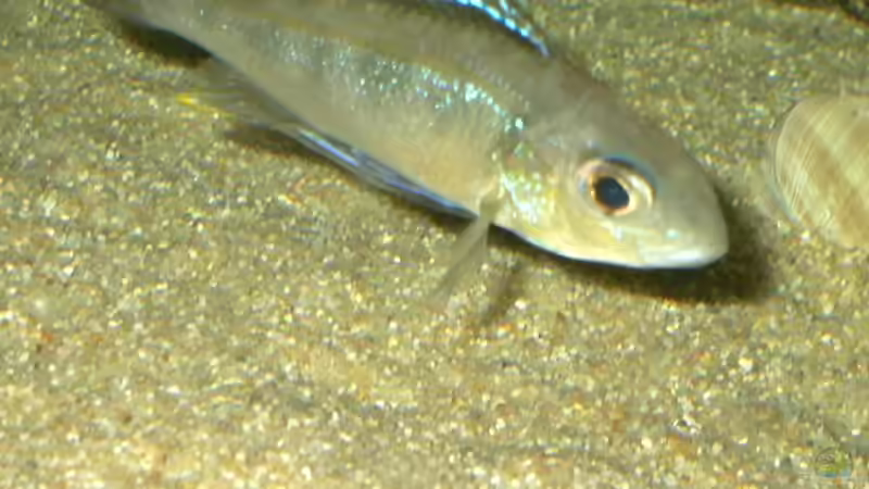 Cyathopharynx furcifer (ruziba) von Thomas Kowollik (16)