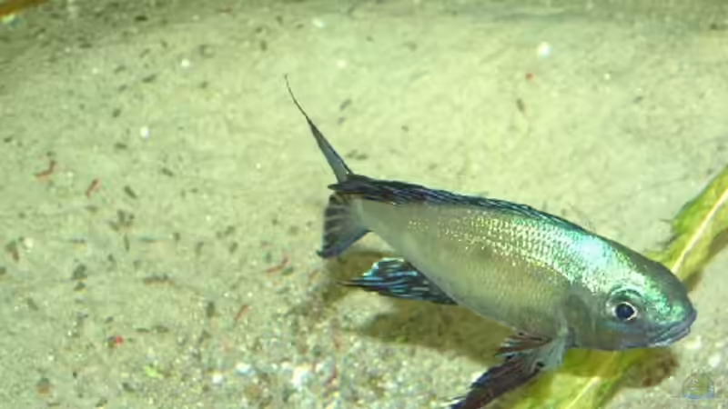 Cyathopharynx furcifer von Robert Bröhl (11)