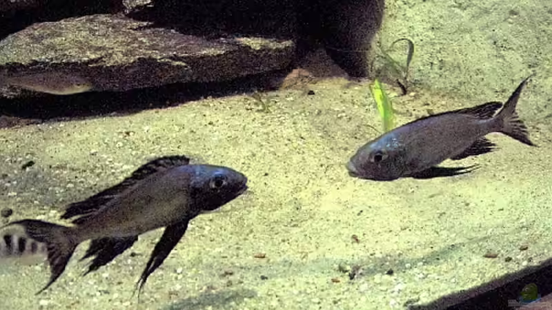 Cyathopharynx furcifer von Robert Bröhl (8)