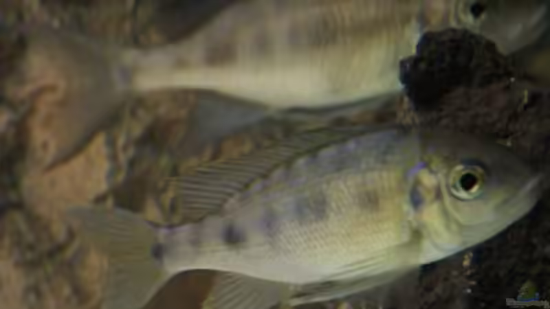 Aquarien mit Cyathopharynx furcifer (Großer Fadenmaulbrüter)