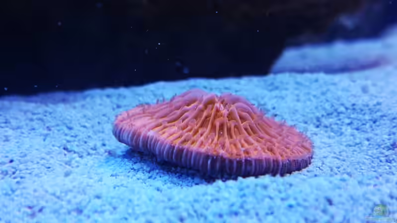 Cycloseris sp. von ~Elena~ (17)