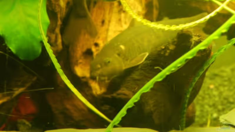 CYLONBARBE von Heinz Von B1 (28)