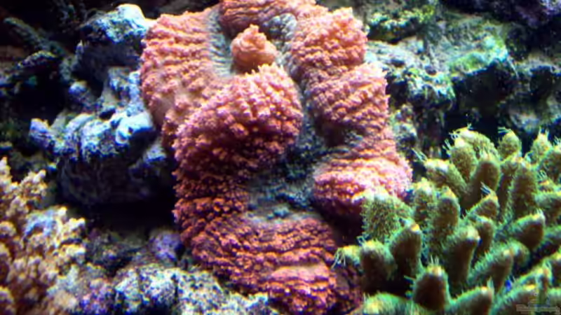 Cynarina und Acropora millepora von Lars Leonhardt (7)