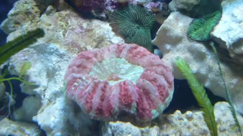 Cynarina von Kadijah (2)