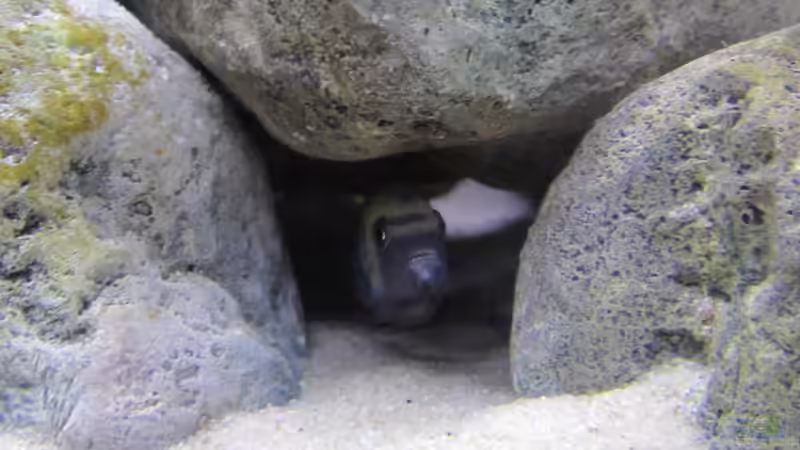 Cyno in seiner Zweitwohnung von Hörnchen (41)