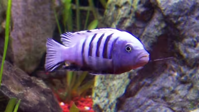 cynodilapia afra M von Detlef Lehmann (6)