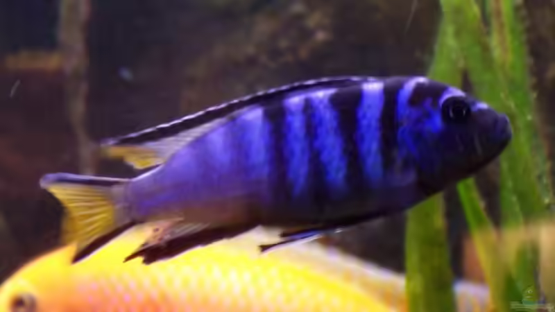 cynodilapia afra redtop von Detlef Lehmann (10)