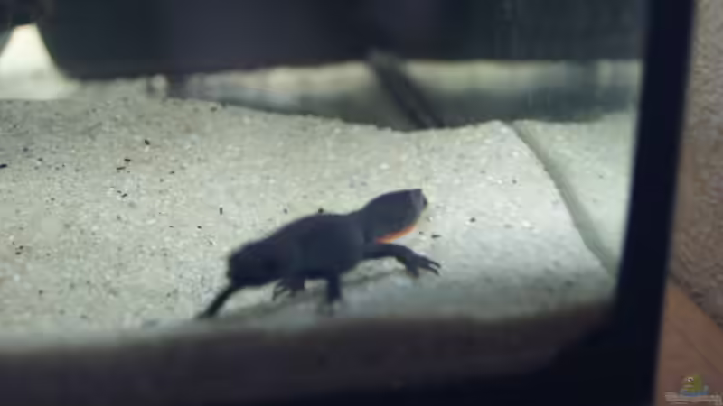 Cynops orientalis von Sascha G. (3)