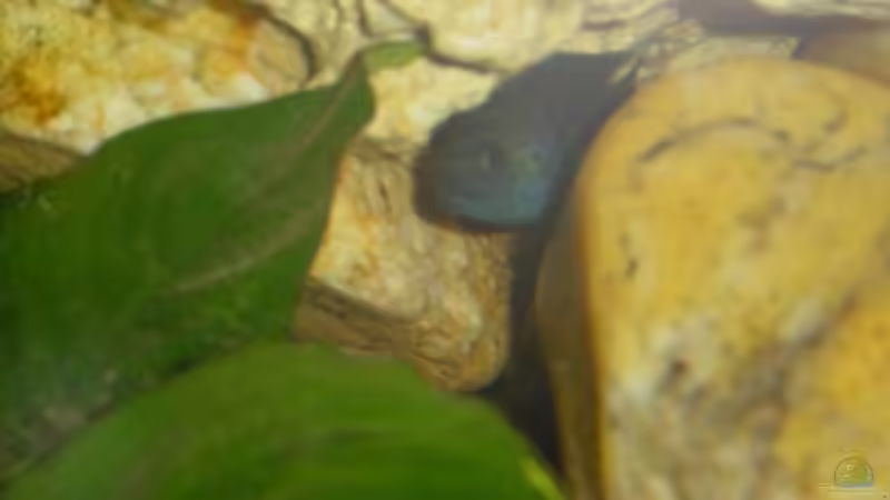 Cynotilapia afra  ( m ) von Claudio Zeitler (10)