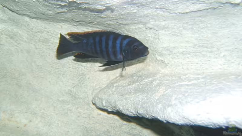 Cynotilapia afra   von Salzeritis (10)