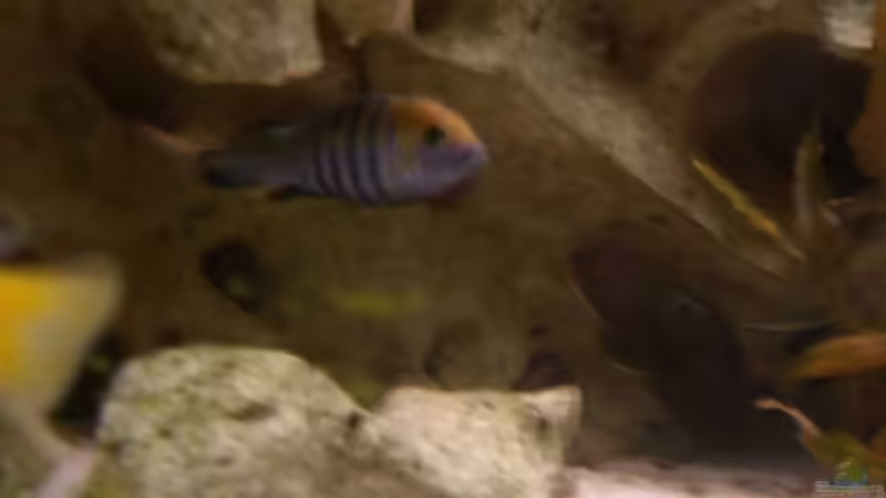 Cynotilapia afra cobue, der mann etwas unscharf von breakfastklubber (28)