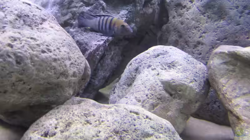 Cynotilapia afra cobue  von Hörnchen (21)