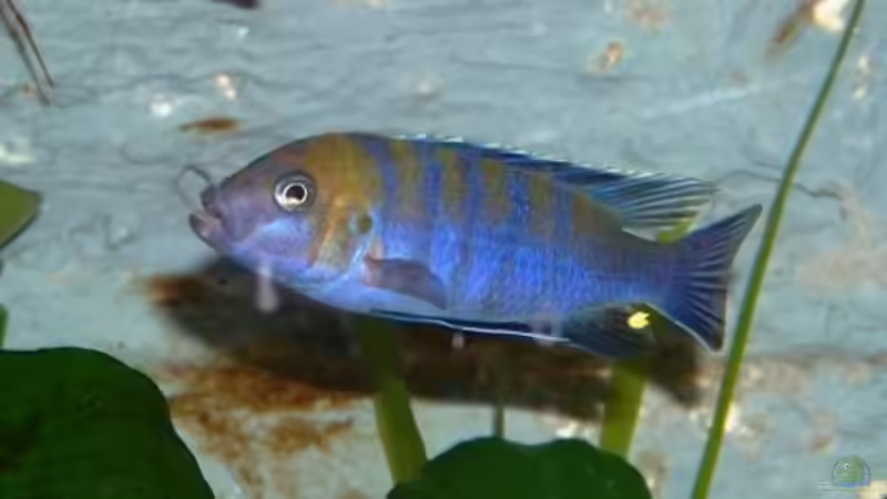 Cynotilapia afra Cobue-Bock von rolli174 (32)