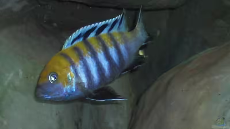 Einrichtungsbeispiele mit Cynotilapia