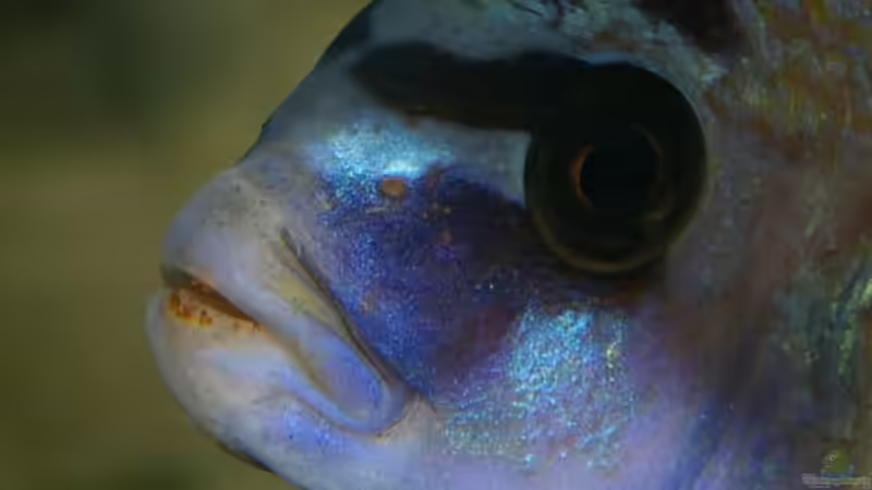 Einrichtungsbeispiele für Cynotilapia zebroides (Cynotilapia afra)