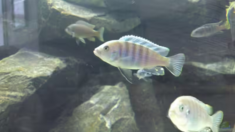 Cynotilapia Afra Cobue Edwardi Bock von Master S2308 (20)