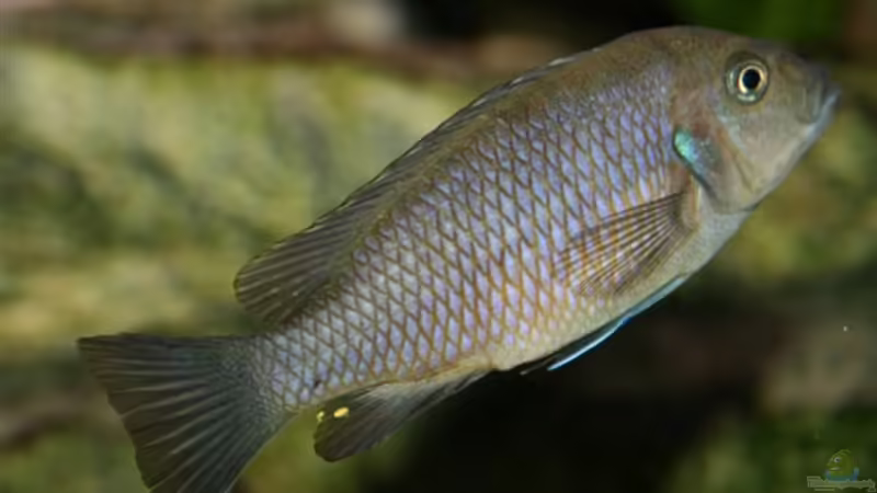 Cynotilapia afra Cobue female von Mikey (25)