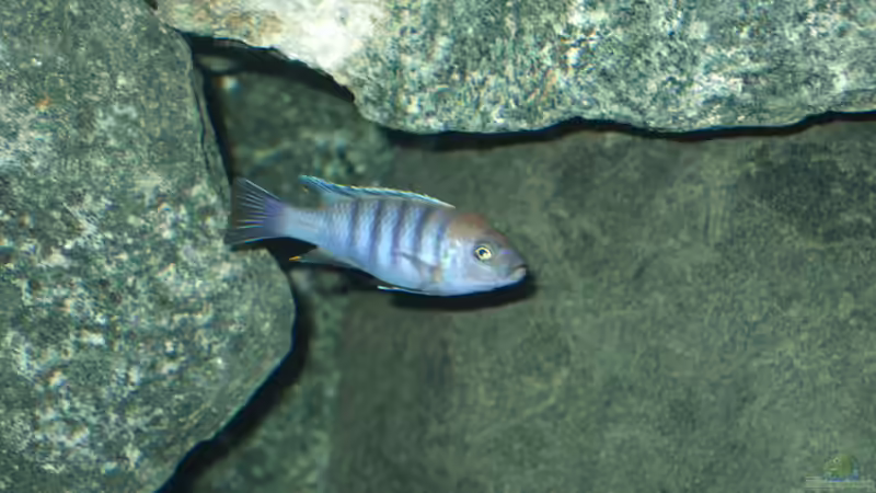 Cynotilapia afra cobue Männchen von Crenii (39)