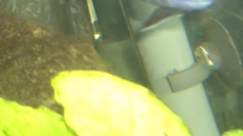 Cynotilapia Afra Cobue Männchen von Malawi310 (13)