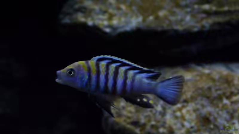 Cynotilapia Afra ´Cobue´ Männlich von Carsten Peters (25)