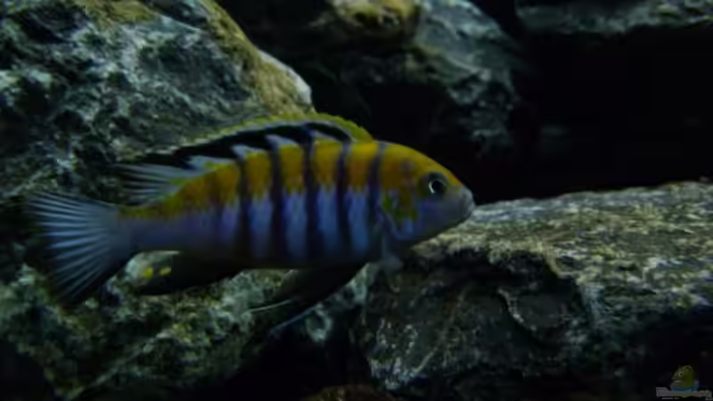 Cynotilapia afra ´Cobue´ mit 6 cm von Carsten Peters (26)