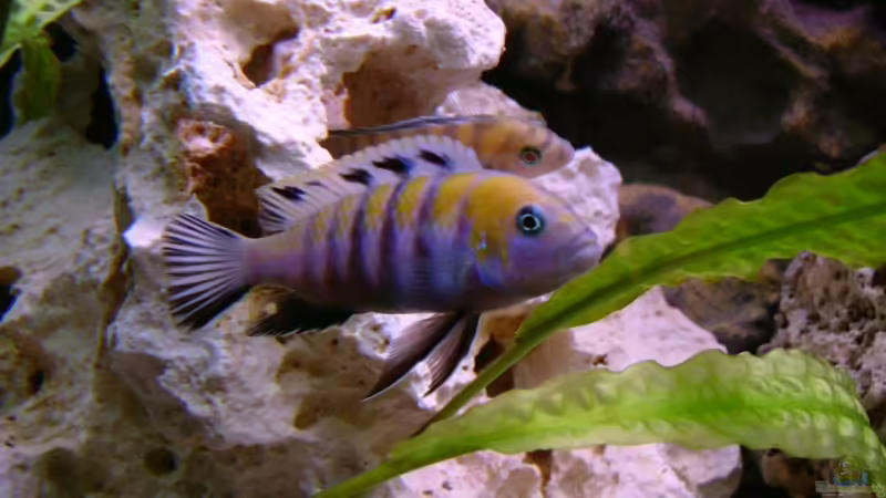 cynotilapia Afra cobue mit seinem Rivalen von Oliver Rädel (22)