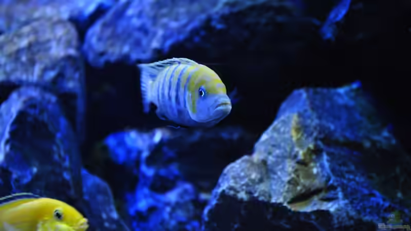 Cynotilapia afra Cobue von Chimme (37)