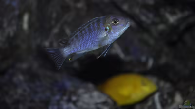 Cynotilapia afra Cobue von Chimme (39)