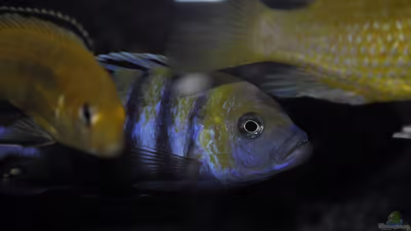 Cynotilapia afra Cobue von Chimme (44)