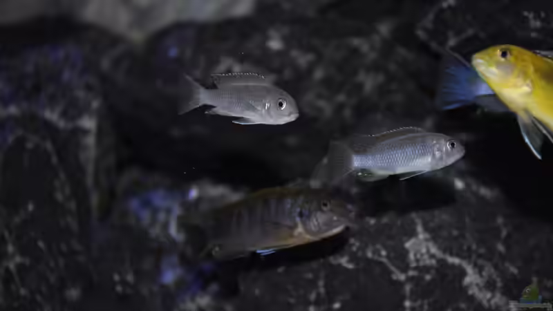 Cynotilapia Afra Cobue von Chimme (45)
