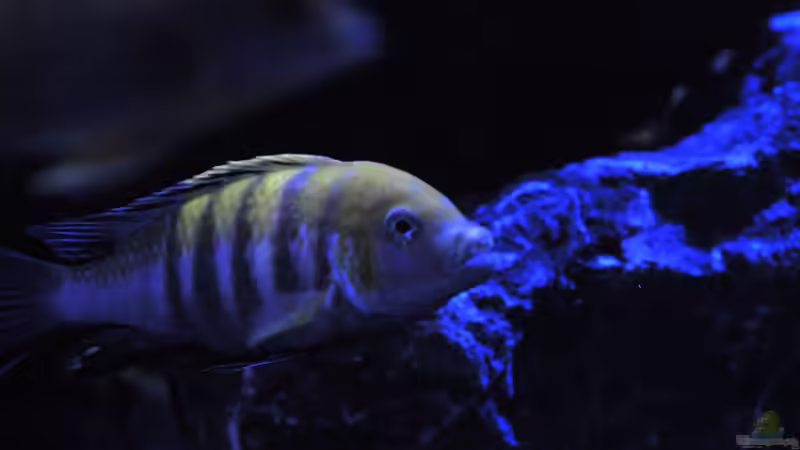 Cynotilapia afra Cobue von Chimme (54)