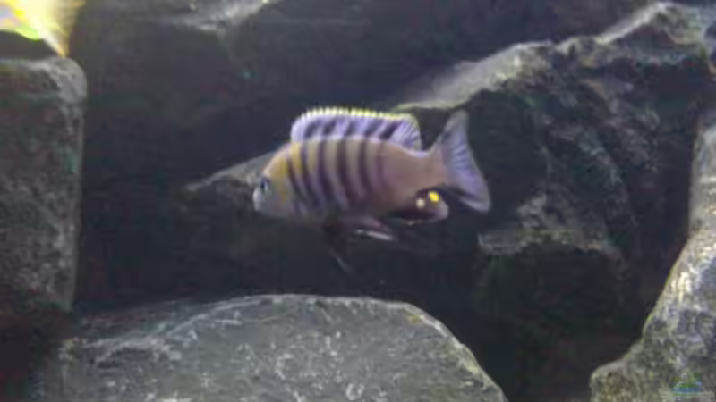 Cynotilapia afra `cobue` von J.Co. (17)