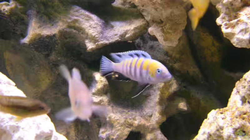 cynotilapia Afra cobue von Oliver Rädel (23)