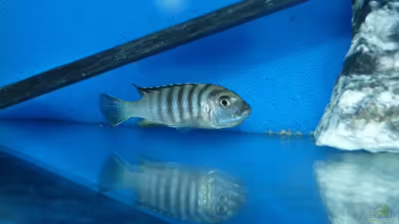 Cynotilapia afra Cobue Weibchen in Brutfärbung von Carsten Peters (31)