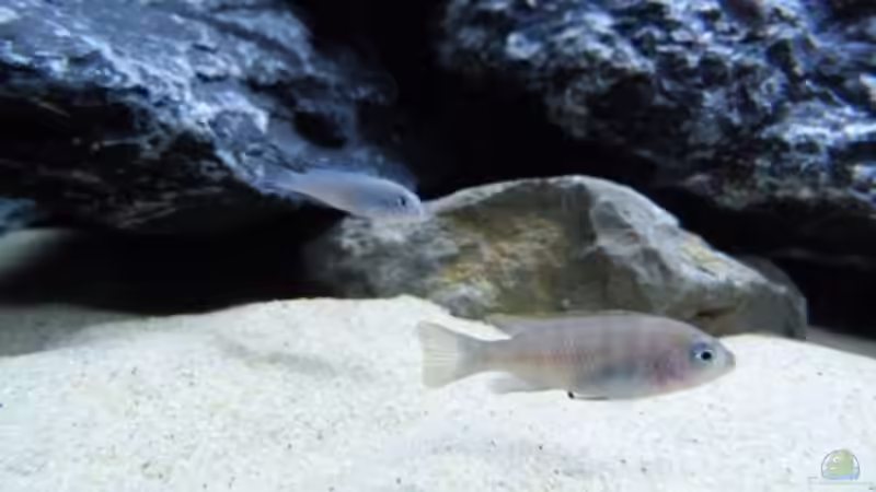 Cynotilapia Afra ´Cobue´ Weibchen von Carsten Peters (23)