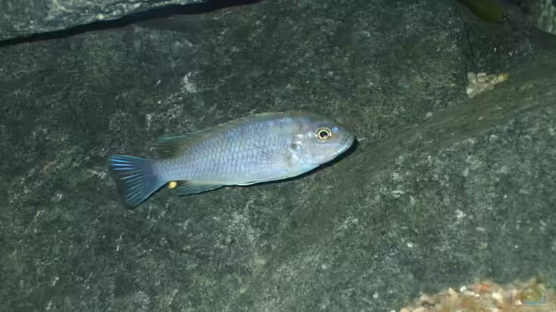 Cynotilapia afra cobue Weibchen? von Crenii (40)