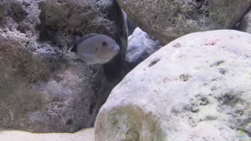 Cynotilapia afra cobue Weibchen von Hörnchen (16)