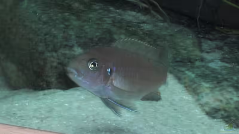 Cynotilapia afra ´cobue´ Weibchen von Malawi TOM (48)